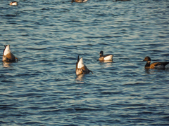 Branta bernicla
