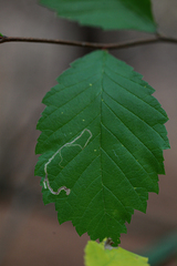Agromyza aristata