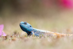 Acanthocercus atricollis