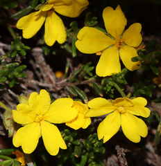 Hibbertia polystachya