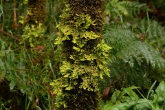 Pseudocyphellaria multifida