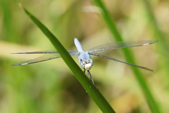Libellula comanche