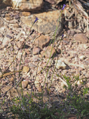 Siphocodon spartioides