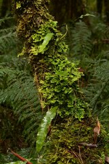 Pseudocyphellaria multifida