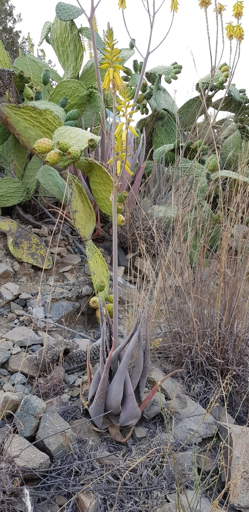 Aloe armatissima from ثماله on July 07, 2018 at 06:41 AM by Ateah ...