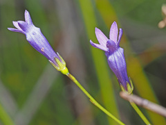 Siphocodon spartioides