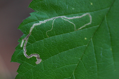 Agromyza aristata