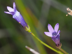 Siphocodon spartioides
