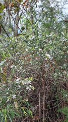 Philotheca hispidula