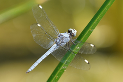 Libellula comanche
