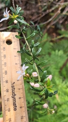 Philotheca hispidula