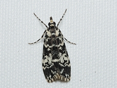 Scoparia exhibitalis