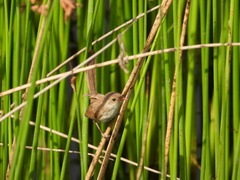 Malurus melanocephalus