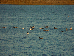 Branta bernicla