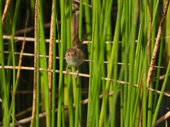 Malurus melanocephalus