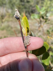 Salix scouleriana