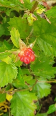 Rubus crataegifolius