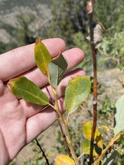 Salix scouleriana