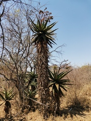 Aloe marlothii