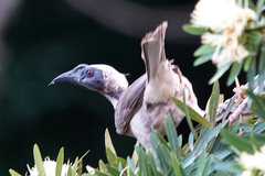 Philemon buceroides
