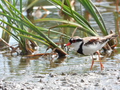 Elseyornis melanops