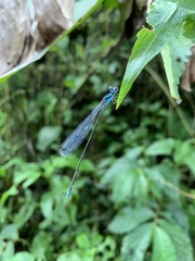 Coeliccia membranipes