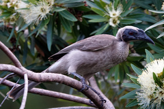Philemon buceroides