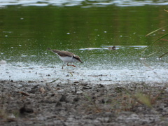 Elseyornis melanops