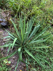 Yucca filamentosa