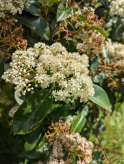 Photinia serratifolia