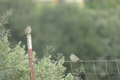 Zonotrichia leucophrys