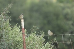 Zonotrichia leucophrys