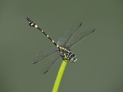 Ictinogomphus pertinax