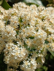 Photinia serratifolia