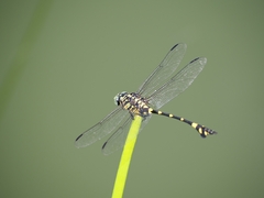 Ictinogomphus pertinax