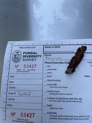 Polycephalomyces tomentosus