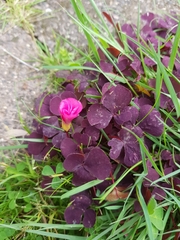 Oxalis purpurea