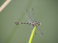 Ictinogomphus pertinax