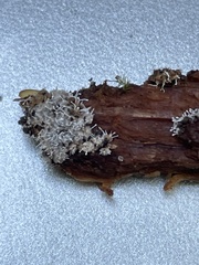 Polycephalomyces tomentosus