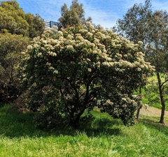 Photinia serratifolia