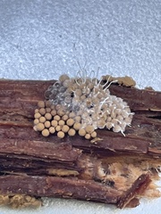 Polycephalomyces tomentosus