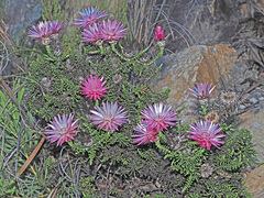 Phaenocoma prolifera