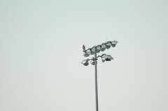 Buteo jamaicensis