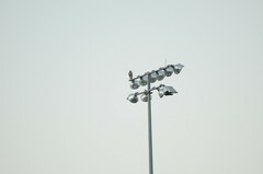 Buteo jamaicensis