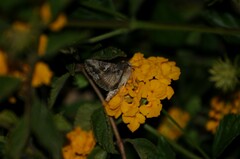 Autographa californica