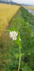 Persicaria thunbergii