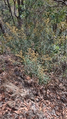 Astrotricha longifolia