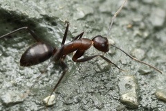 Camponotus nicobarensis