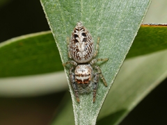 Opisthoncus nigrofemoratus