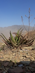 Aloe fleurentiniorum
